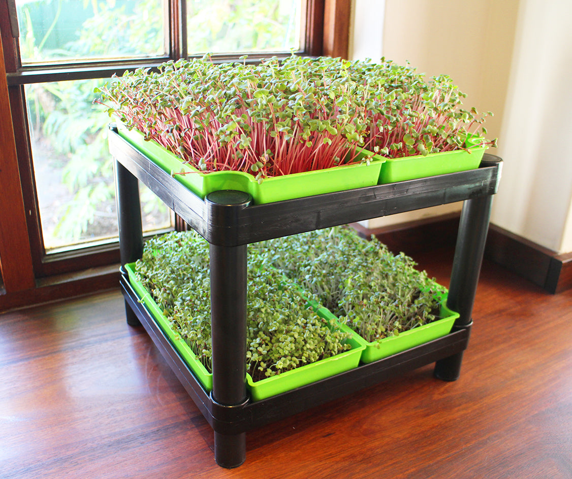MICROGREEN KIT DELUXE
