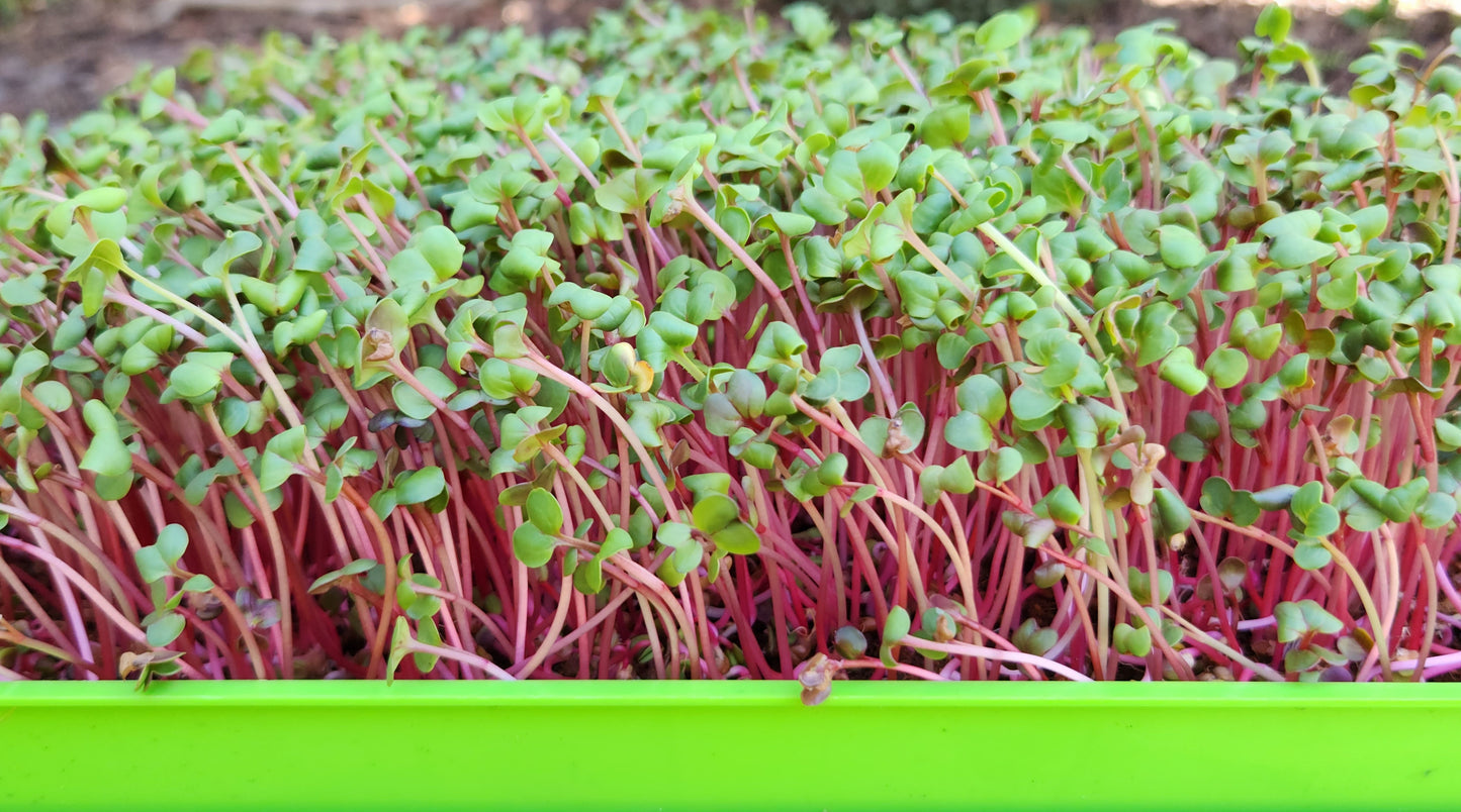 MICROGREEN KIT LITE