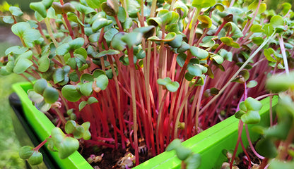 MICROGREEN KIT LITE