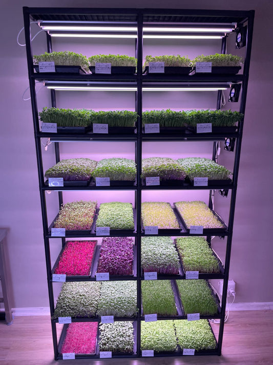 MICROGREEN INDOOR SHELF