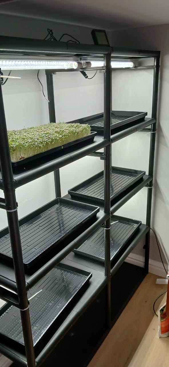 MICROGREEN INDOOR SHELF