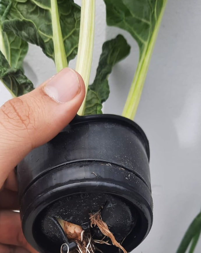 NEW GENERATION NET POTS