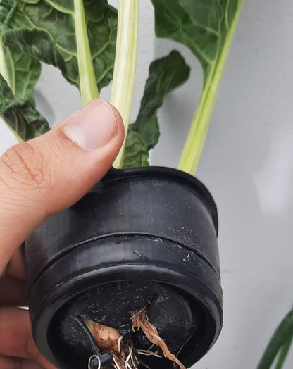 NEW GENERATION NET POTS