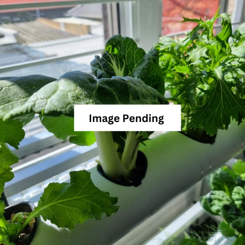 THE BASIL
